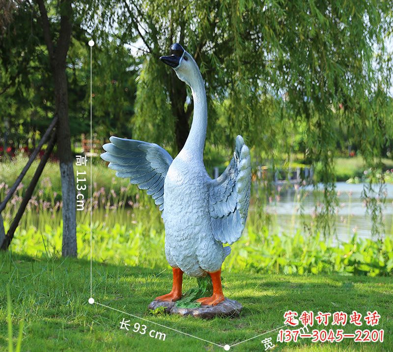 贵阳站立的灰色展翅天鹅