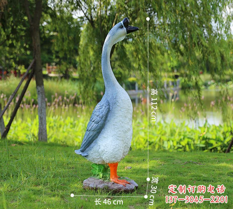 贵阳站立立脖灰色天鹅